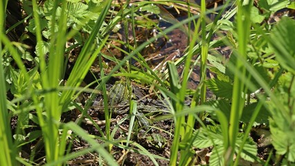 Zahlreiche Teichfrösche (Pelophylax esculentus) sonnen sich am Teichufer