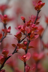 red leaves on branches with thorns
