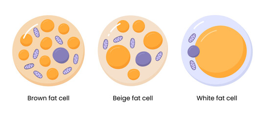 Vector set of brown, beige and white fat cells. Illustration of adipose tissue	