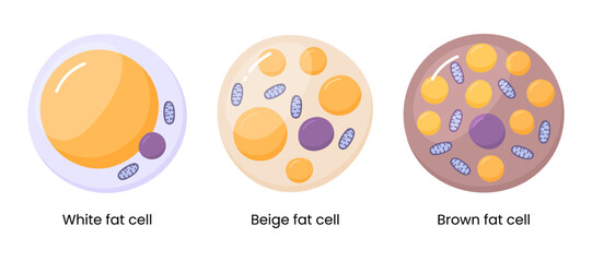 Vector set of brown, beige and white fat cells. Illustration of adipose tissue	