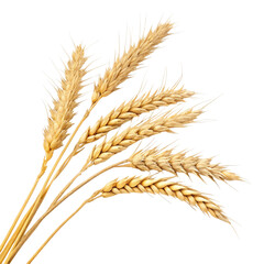 wheat isolated on white background