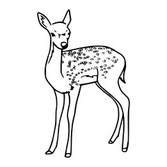spotted fawn outline vector illustration
