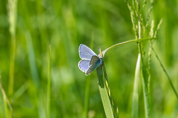 Common blue (Polyommatus icarus) Butterfly sitting on a grass blade in Zurich, Switzerland © Janine