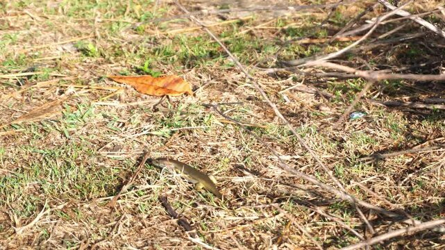 Eutropis multifasciata on grass