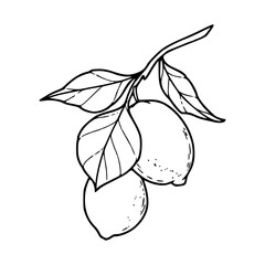 citrus lemon twig vector illustration