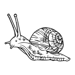 snail with shell outline vector illustration
