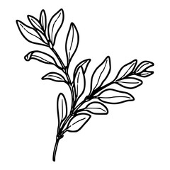 botanical illustration of a leafy sprig