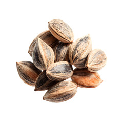 Dried watermelon seed isolated on transparent background