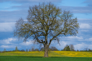 Obraz premium Lonely Tree in Green Spring Field with Blooming Dandelions – Scenic Rural Landscape with Cloudy Sky