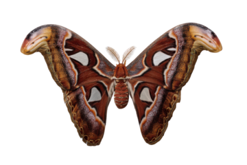 Majestic Atlas Moth with Intricate Wing Patterns Isolated on Black Background Closeup of Giant Silkworm Moth for Entomology and Wildlife Concepts
