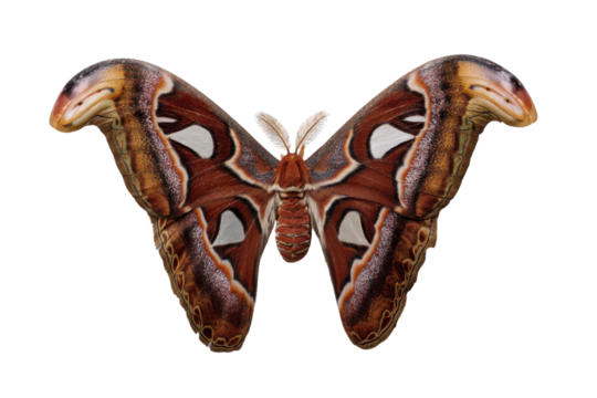 Majestic Atlas Moth with Intricate Wing Patterns Isolated on Black Background Closeup of Giant Silkworm Moth for Entomology and Wildlife Concepts