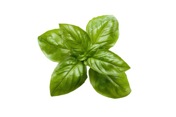 Fresh green basil leaves on a transparent background vector, aromatic herb for Italian cuisine and healthy cooking concept