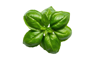 Fresh green basil leaves on a transparent background vector, aromatic herb for Italian cuisine and healthy cooking concept