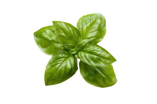 Fresh green basil leaves on a transparent background vector, aromatic herb for Italian cuisine and healthy cooking concept