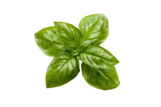 Fresh green basil leaves on a transparent background vector, aromatic herb for Italian cuisine and healthy cooking concept