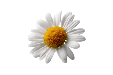 Isolated closeup of a vibrant white daisy flower with a bright yellow center on a transparent background vector Concept of spring, nature, and floral beauty