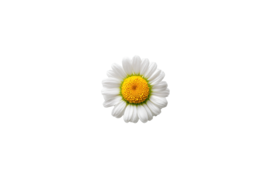Isolated White Daisy Flower with Yellow Center on a Transparent Background Vector for Spring and Summer Floral Designs