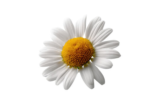 Isolated closeup of a vibrant white daisy flower with a bright yellow center on a transparent background vector Concept of spring, nature, and floral beauty