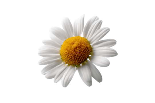 Isolated closeup of a vibrant white daisy flower with a bright yellow center on a transparent background vector Concept of spring, nature, and floral beauty