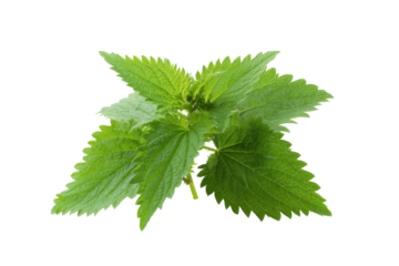 Fresh green stinging nettle leaves on a transparent background vector, showcasing natural herbal remedy and healthy eating concept