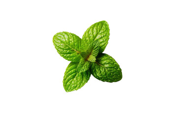 Fresh green mint leaves on a transparent background vector, aromatic herb for culinary and medicinal use Concept of healthy eating, aromatherapy, and natural remedies