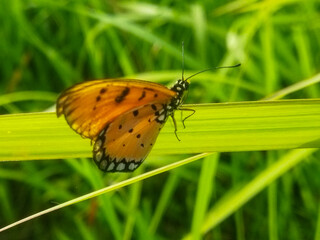 Close-up of an orange butterfly with black spots perched on a green grass blade