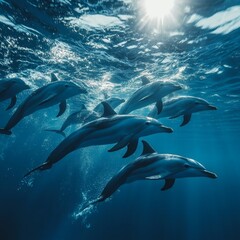 Naklejka premium Dolphins Swimming Gracefully in Deep Blue Ocean with Sunlight 