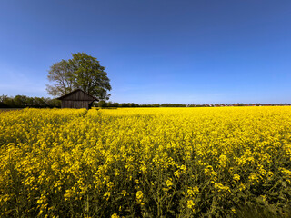 Obraz premium Rapsfelder