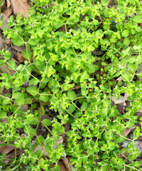 Euphorbia peplus also known as Petty spurge is a small annual herb in the Euphorbiaceae family
