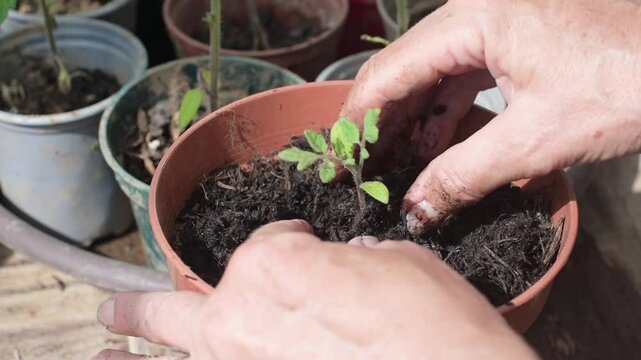 planting a tomato seedling in a pot of peat free compost