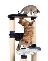 Two cats playing on cat tree or scratching post. Cute kitty standing on top while the adult cat is standing on hindlegs. Cat furniture, enrichment and companionship. Calico and tabby. Selective focus.