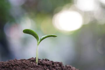 Macro closeup of small vegetable pumpkin sprout with droplet and bokeh background
