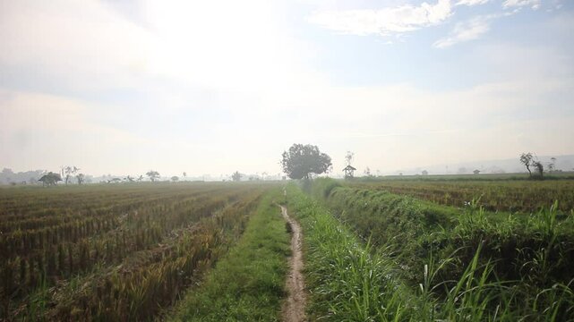 Madura Farmers' Beautiful and Natural Rice Field Path