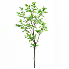 Naklejka premium Young tree with vibrant green leaves showcasing natural beauty