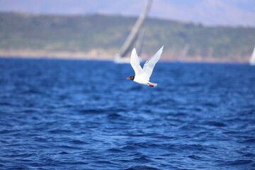 Closeup of a Black-Headed Gull, Chroicocephalus ridibundus flying over a sea. Adult winter plumage