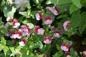 ネメシア属の花