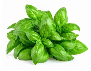 Fresh Basil Bunch Against White Background