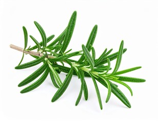 Fototapeta premium Fresh Rosemary Sprig On White Background