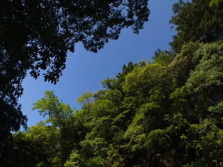 新緑と空