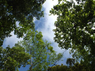 新緑と空