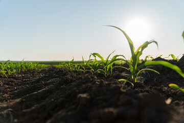 Small corn plants emerge from rich, dark soil as the sun rises, illuminating the field and signaling a new day for agriculture