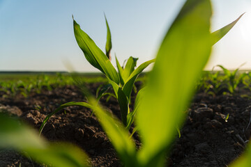 Young corn plants thrive in rich soil, reaching toward the bright morning sun in a tranquil agricultural landscape