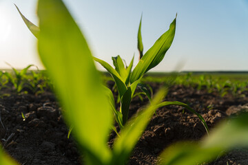 Young corn plants are breaking through the ground, basking in the early morning sunlight on a tranquil farm landscape