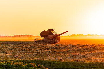 Fototapeta premium Combining grain takes place in a vast field during sunset; the scene is filled with warm, golden light creating beautiful silhouettes