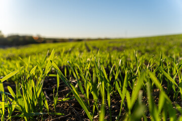 Obraz premium Fresh green grass sprouts from the soil in a vast field under a clear blue sky, capturing the warm glow of late afternoon sunlight