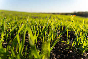 Lush blades of green grass rise from dark soil in a sunny field, capturing the beauty of spring in a rural landscape