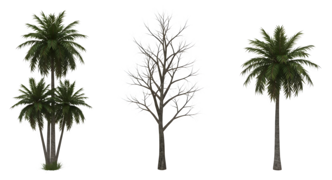Tropical Palm Trees Winter Bare Tree Nature Set Realistic 3D Models Digital Assets Design Elements Illustration Summer  