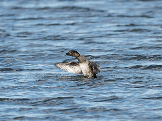 Musk Duck (Biziura lobata) rising from water displaying wings.