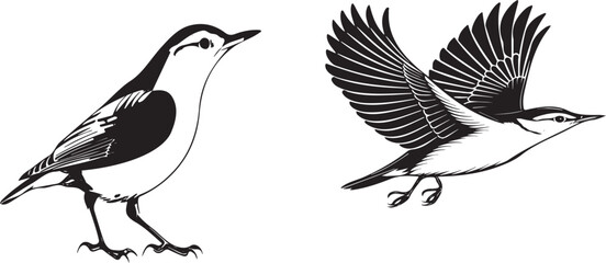 Nuthatch bird silhouette vector design with white background .