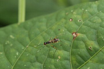 A Taeniapterinae fly resting on a fresh green leaf, showing its long legs and slender body in natural surroundings